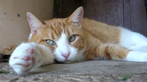 Sleeping Cat Stock Footage 44101332