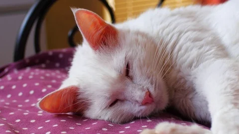 Sleeping Cat Stock Footage 71281204
