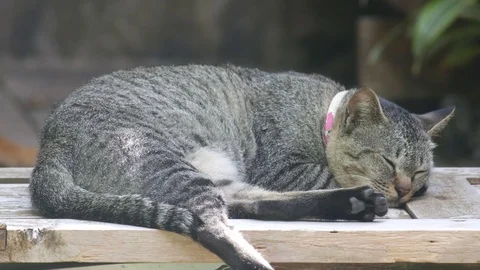 Sleeping cat 스톡 동영상 77316244