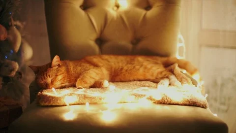Sleeping cat Stock Footage 83145090