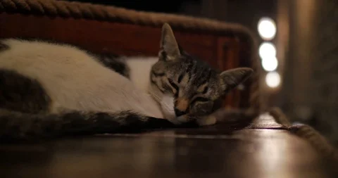 Sleeping Cat Stock Footage 91630902