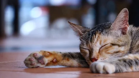 Sleeping cat Stock Footage 108130720