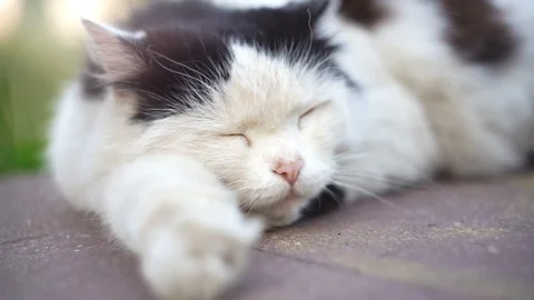 Sleeping cat Stock Footage 110905435