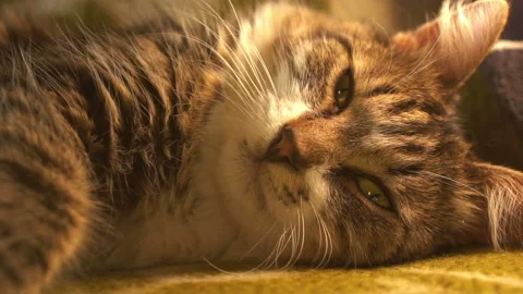 Sleeping Cat Stock Footage 123707185