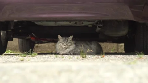 A Sleeping Cat Stock Footage 133021558