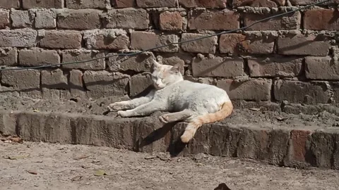 Sleeping cat Stock Footage 149216878
