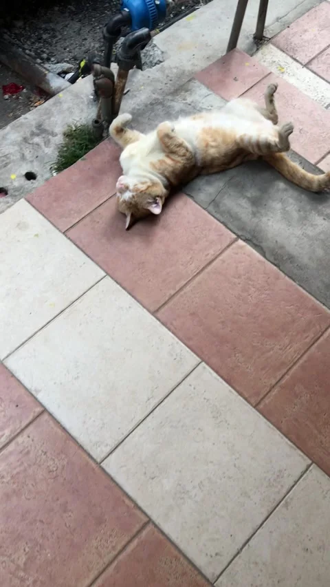 Sleeping cat Stock Footage 149968711