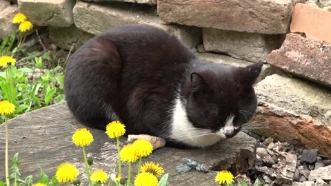 A sleeping cat 库存影片 153370336