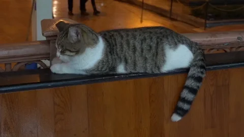 Sleeping cat Stock Footage 194845898