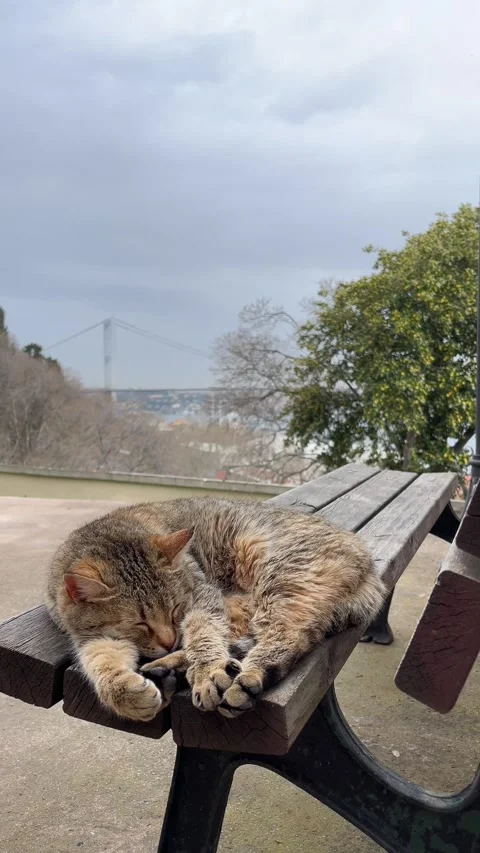 Sleeping cat. Stock Footage 276410410