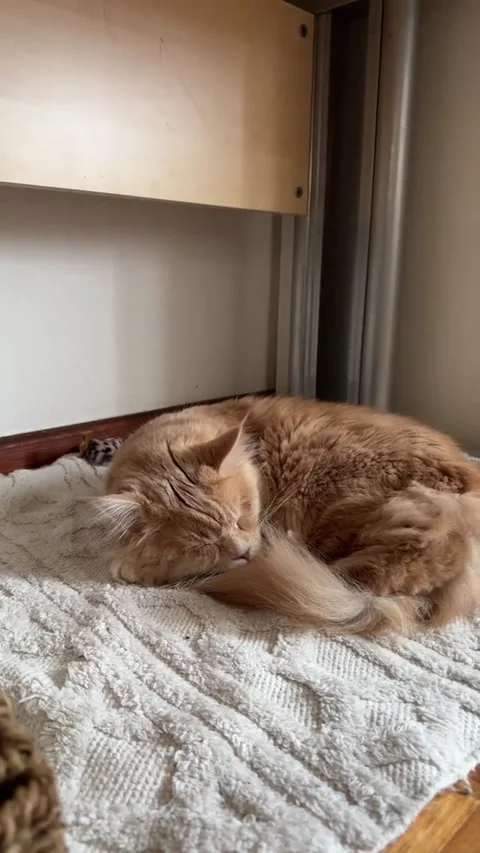 Sleeping cat Stock Footage 315505830