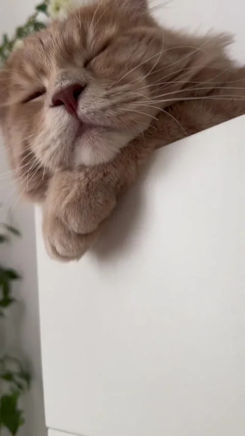 Sleeping cat Stock Footage 315506118