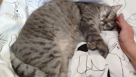 A sleeping cat Stock Footage 318873343