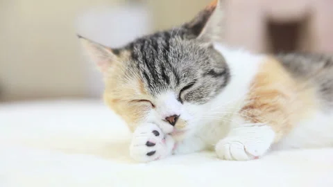 Sleeping Cat 库存影片 332499574