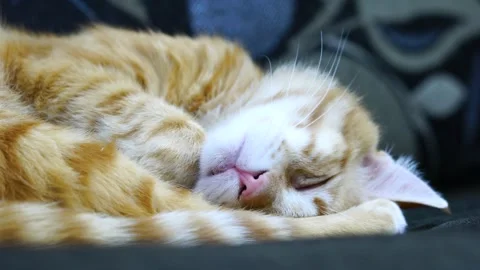 Sleeping Cat Vídeo Stock 334813581
