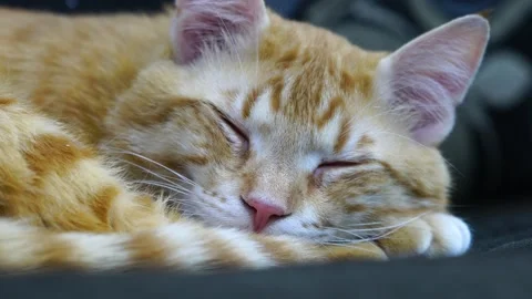 Sleeping Cat 스톡 동영상 334927075