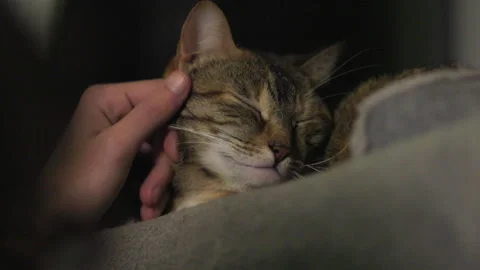 Sleeping Cat Getting Pet In Slow Motion, Close-up Stock Footage 307704188