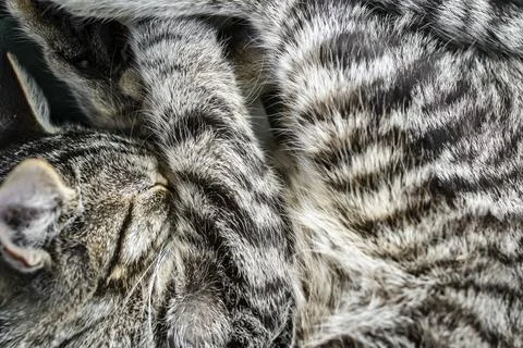 Sleeping cat, gray fur texture, soft focus close up Foto stock