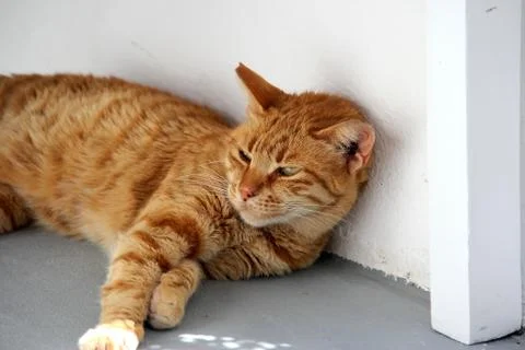 Sleeping cat in Greece Stock Photos