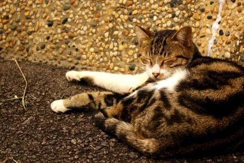 A sleeping cat on the ground Stock Photos