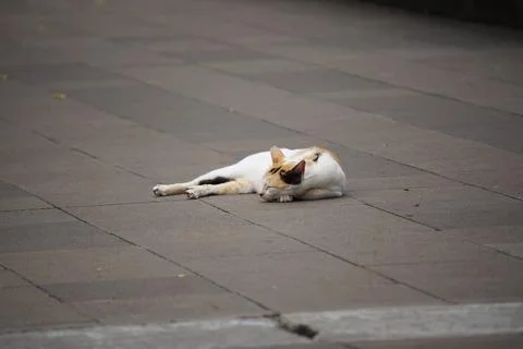 Sleeping cat on the highway Stock Photos