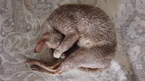 Sleeping cat at home. Top down view Stock Footage 135670906