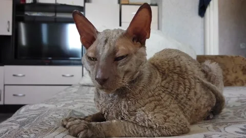 Sleeping cat at home. Top down view. Cornish rex shorthaired cat Video stock 136880857
