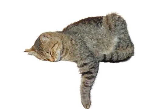 Sleeping cat isolated on white background Foto stock