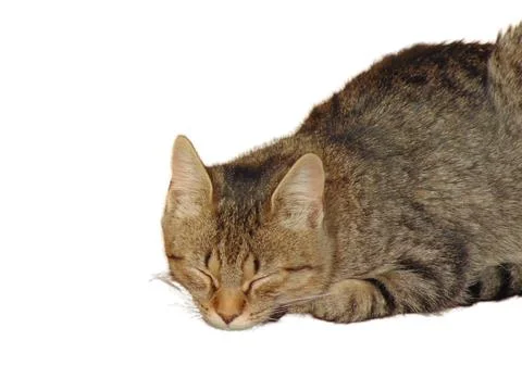 Sleeping cat isolated on white background Fotos Stock