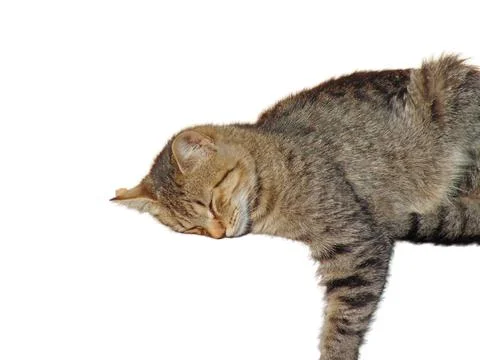 Sleeping cat isolated on white background Photos