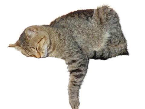 Sleeping cat isolated on white background Foto stock