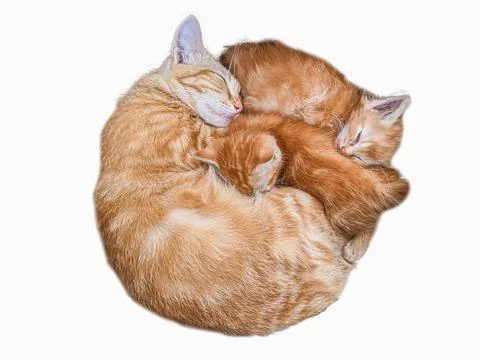 A sleeping cat is isolated on a white background Stock Photos