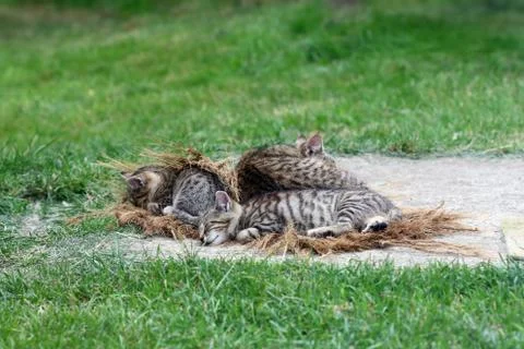 Sleeping cat with kittens Stock Photos