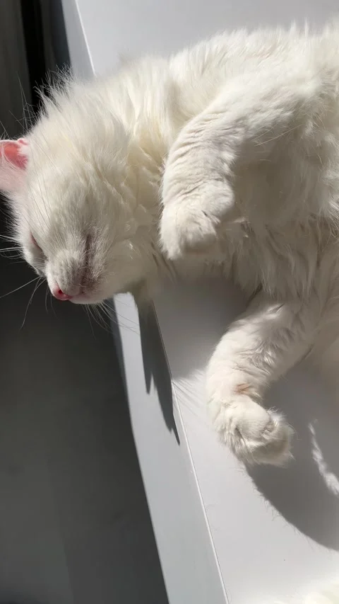 Sleeping cat kneading paws while dreaming Stock Footage 344412057
