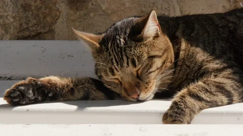 Sleeping cat, Korcula Old Town, Korcula, Dalmatia, Croatia, Europe Stock Footage