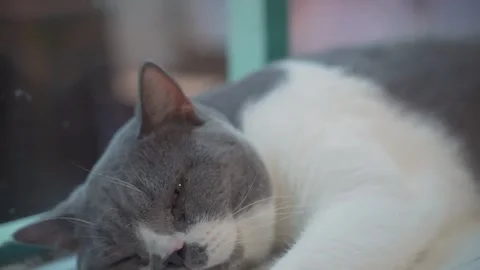 A sleeping cat, a lazy cat. Stock Footage 162573073