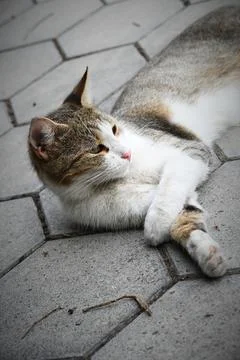 Sleeping cat lying on paved hexagonal stones Stock Photos
