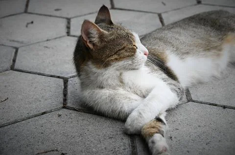 Sleeping cat lying on paved hexagonal stones Stock Photos
