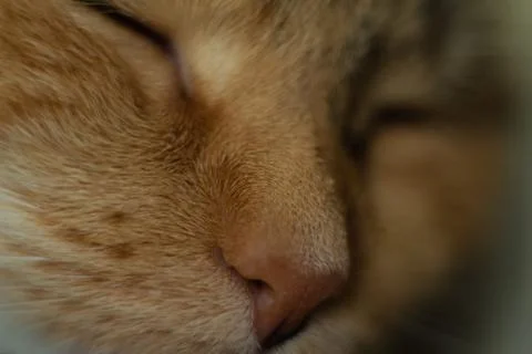 Sleeping cat. macro shots of muzzle Stock Photos