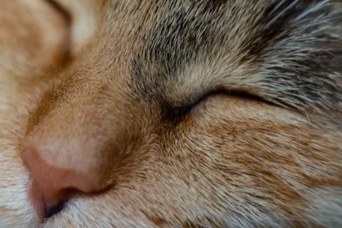 Sleeping cat. macro shots of muzzle Stock Photos