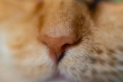 Sleeping cat. macro shots of muzzle Stock Photos