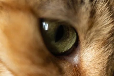 Sleeping cat. macro shots of muzzle Stock Photos