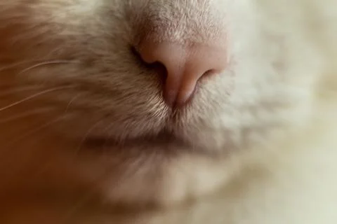 Sleeping cat. macro shots of muzzle Stock Photos