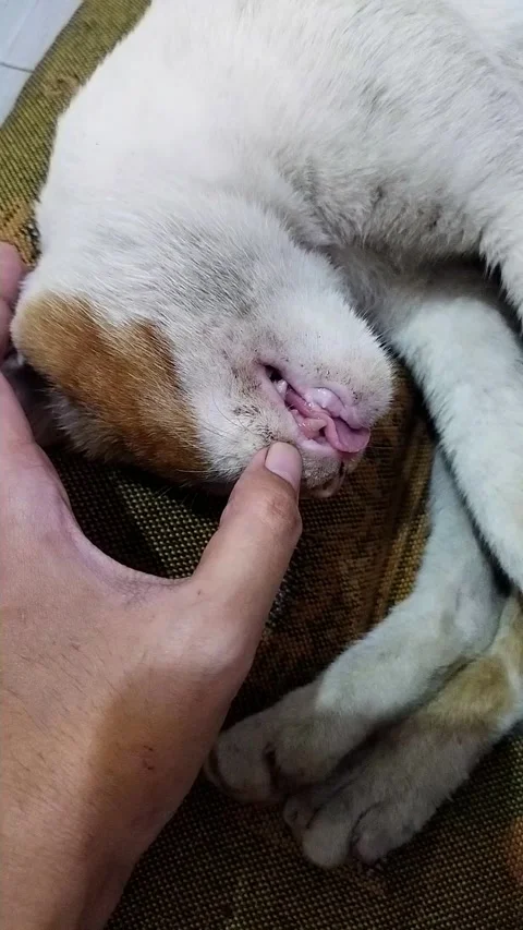 Sleeping Cat with Missing Teeth Shown Gently by Owner Hand Stock Footage 326144272