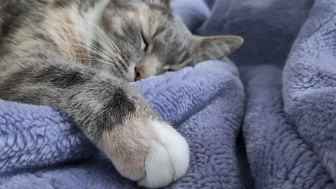Sleeping cat opens and closes eyes Stock Footage 169439691