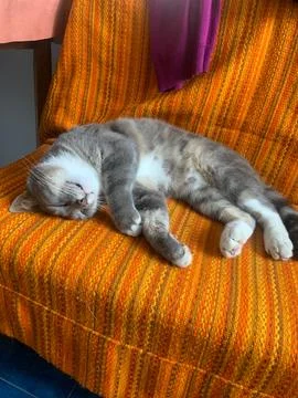 Sleeping Cat on Orange Blanket Stock Photos
