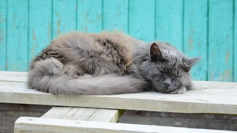 Sleeping cat outdoors Stock Footage 112918399