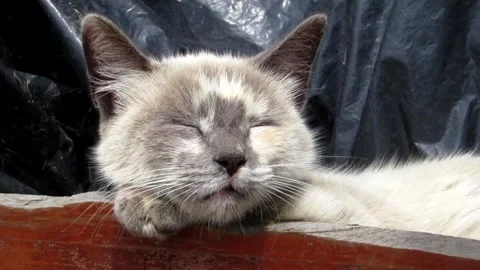 Sleeping Cat Outdoors with Relaxed Pose. Stock Footage 305290891