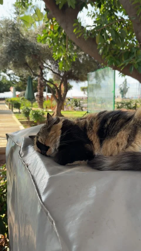 Sleeping cat outside Stock Footage 301449405