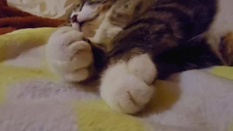 Sleeping Cat Paws Close Up Stock Footage 328629234